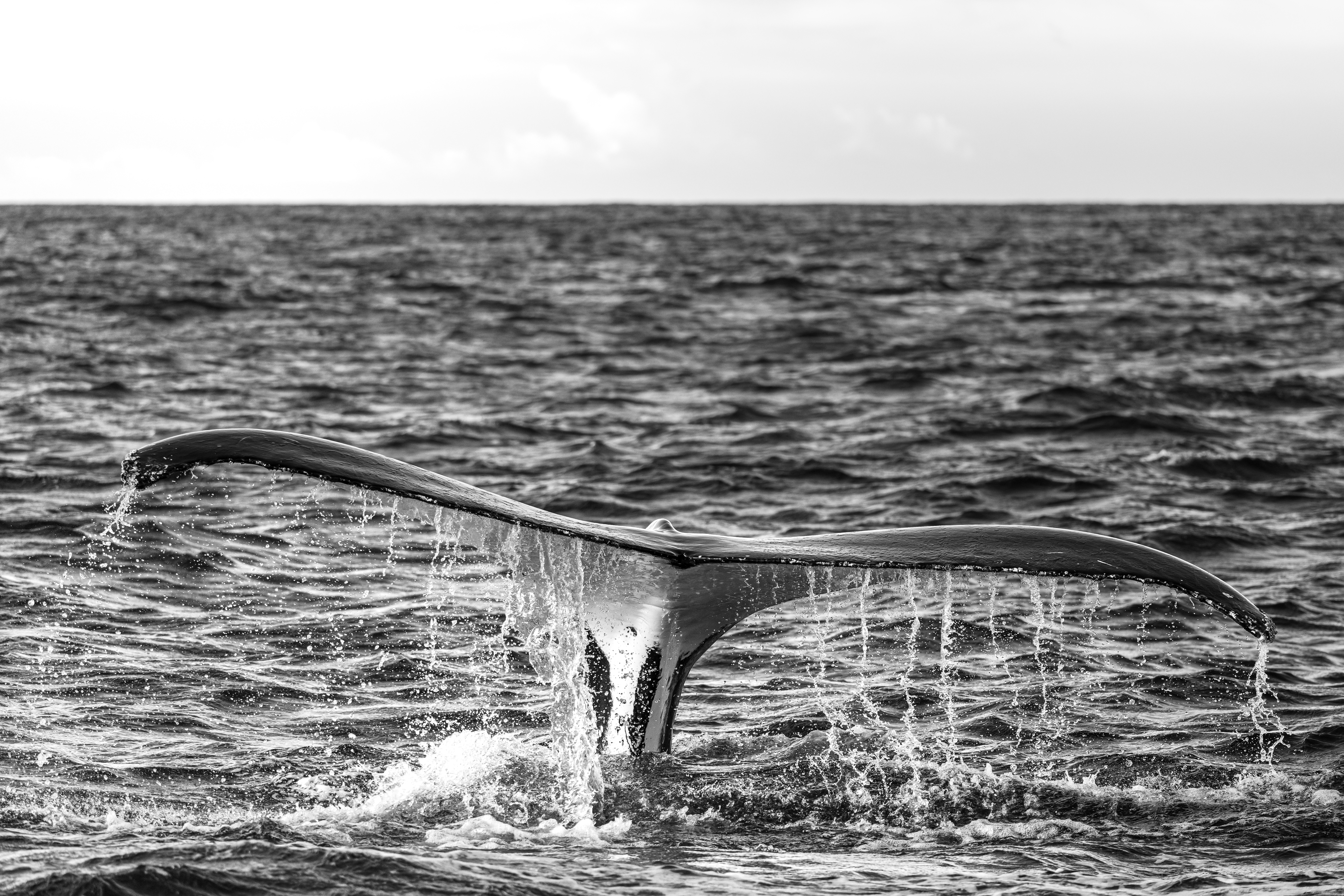 Photo noir et blanc de la queue d'une baleine à bosse prise au large de Sydney