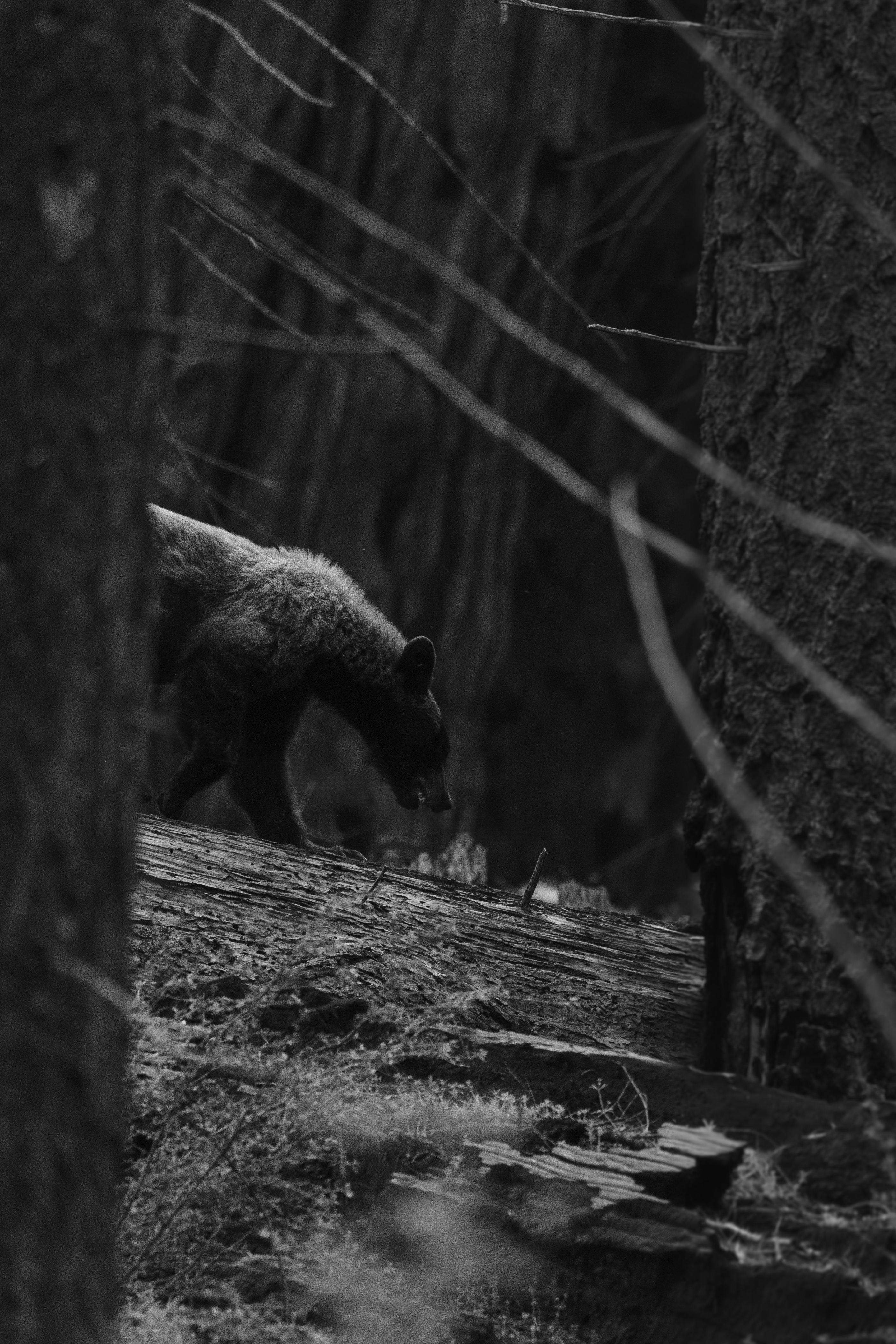 Photo d'un ours dans la forêt en noir et blanc